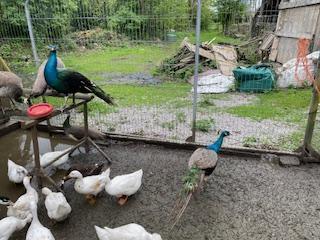 Image 1 of 2 x Indian Blue Peacocks (1 x Pied) for sale