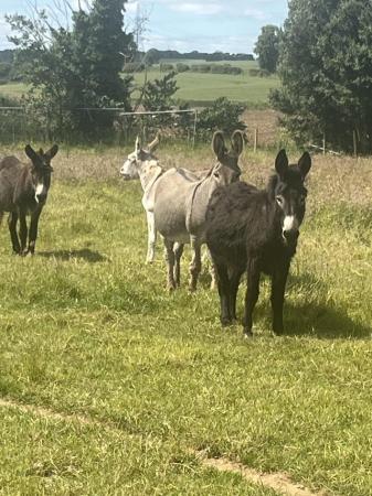 Image 1 of Choice of donkeys for sale