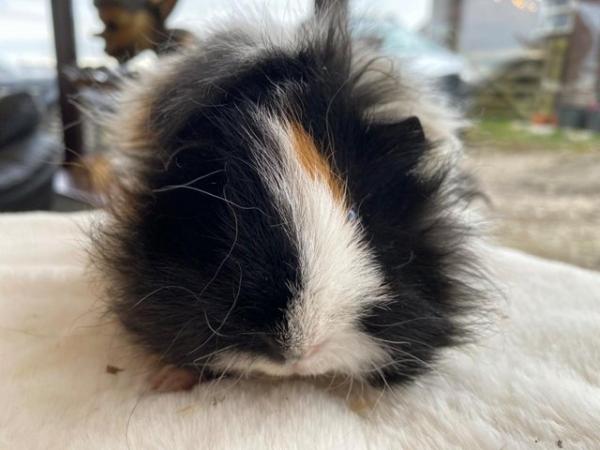 Image 9 of Beautiful female guinea pigs 3 months old
