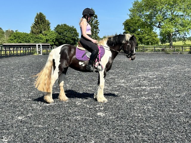 Preview of the first image of Beautiful sports pony x cob.