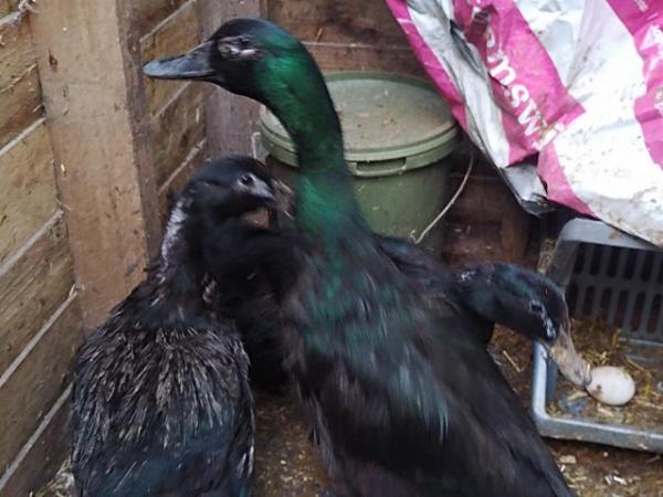 Image 3 of For sale trio of Cayuga ducks