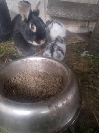 Image 2 of Mixed breed rabbit babies