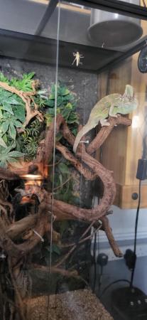 Image 4 of 2YR OLD CHAMELEON EVERYTHING INCLUDED