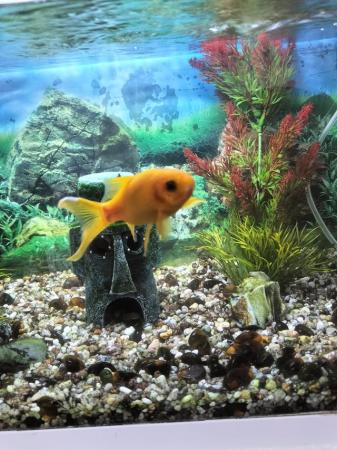 Image 3 of 2 goldfish for sale , suitable for a pond