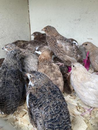 Image 3 of coturnix quail POL females and males available