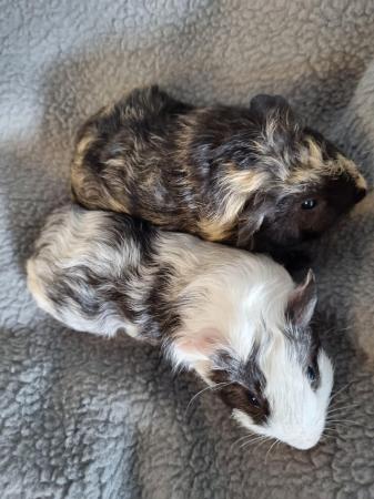 Image 1 of Baby boys ready 29th feb for new homes