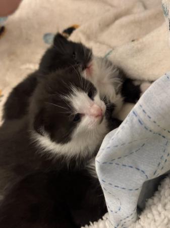Image 2 of 4 week old kittens…black and white will be ready in 7 weeks