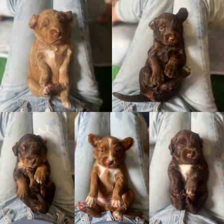 Image 9 of Litter of 10 flashy Australian Cockapoo puppies