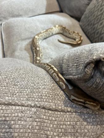 Image 1 of 3 year , female ball python for sale with full set up