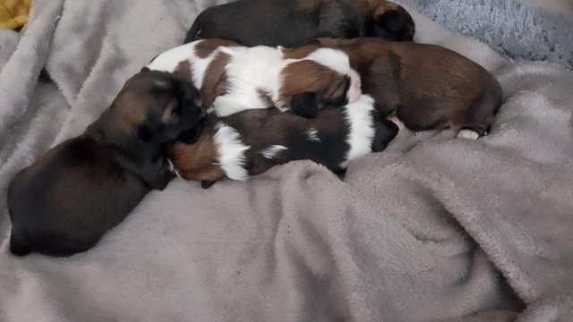 Image 12 of ALL PUPPIES NOW GOT FOREVER HOMES