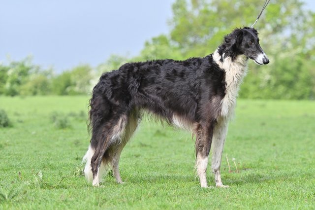 Image 4 of KC Registered Borzoi Puppies