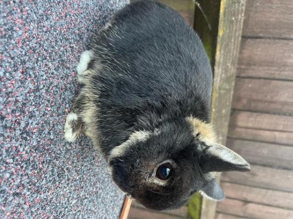 Image 3 of Male Netherland Dwarf Rabbit For sale