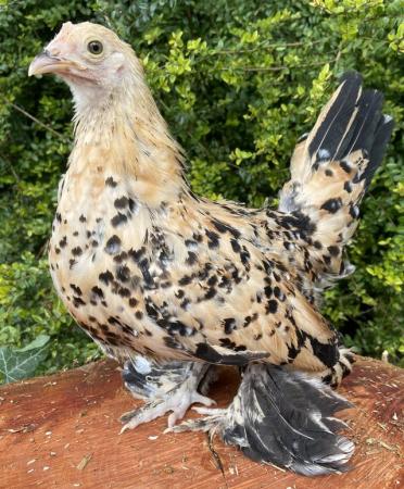 Image 10 of Bantam hens at pol, silkies, polish, pekins, sablepots