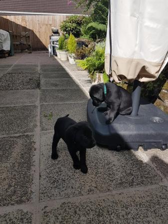 Image 8 of EXCELLENT KC Registered Labrador puppies
