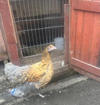 Image 1 of Shame Hens Wanted urgently