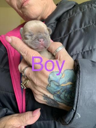 Image 7 of French bulldog puppies stunning blue light fawn