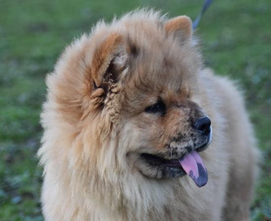 Image 2 of Chow chow Boy - RARE Red Merle