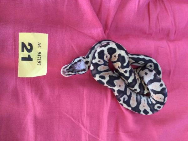 Image 4 of Male Super Pastel baby royal python
