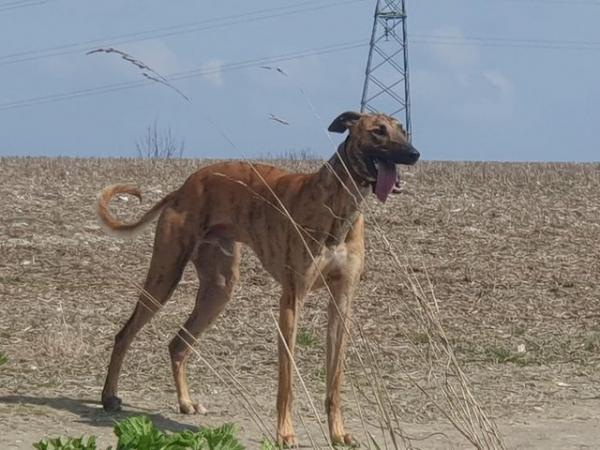 Image 7 of Very good working lurcher