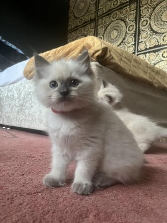 Image 14 of Stunning ragdoll kittens looking for the best homes