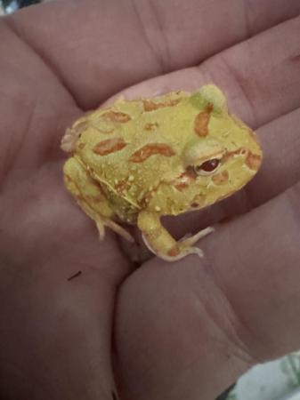 Image 1 of Albino Pac-man Frogs Horn frogs