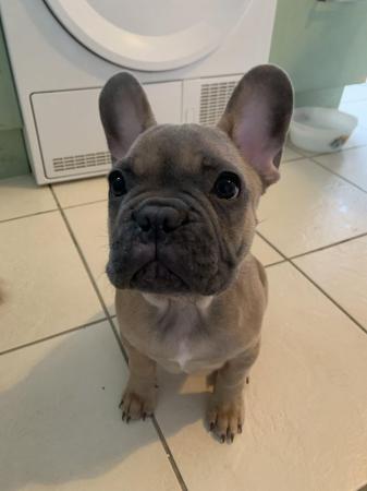 Image 1 of Blue Fawn French Bull Dog