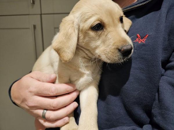 Image 10 of Beautiful pedigree Labrador puppies, raised in the home.
