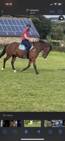 Image 1 of 15.1 Welsh x TB gelding 18 years old