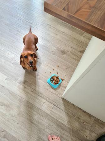 Image 5 of 4 year old miniature dachshund