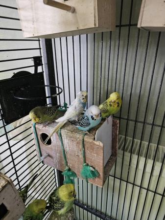 Image 20 of budgies for sale, breeding couples, babies