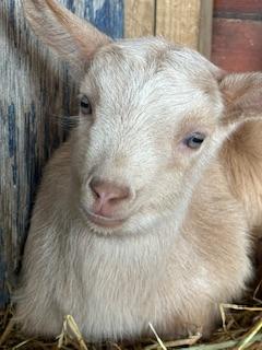 Preview of the first image of 2 week old Goldern gurnsey Billy goats.