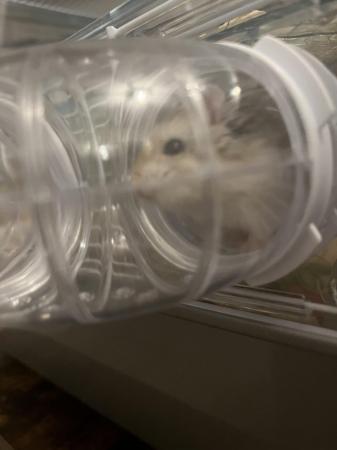 Image 4 of 4 month old Russian Dwarf Hamster