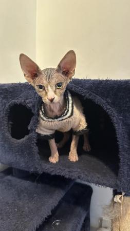 Image 1 of Beautiful Tabby Pure Canadian Sphynx Girl ????