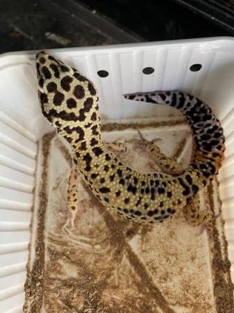 Image 5 of Leopard geckos for sale, 1 female 4 males
