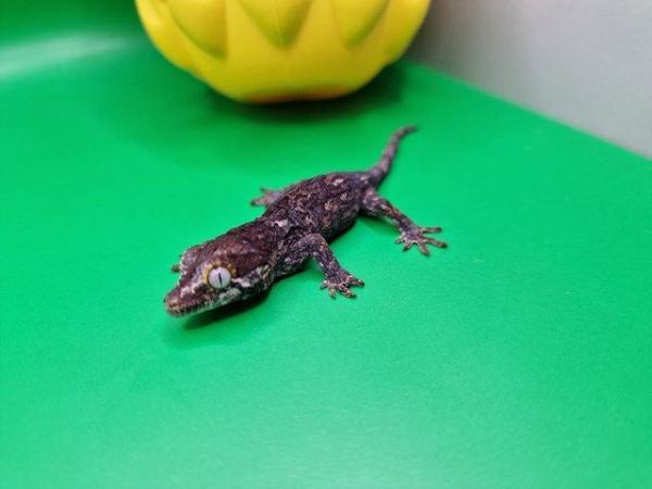 Image 3 of Gargoyle Gecko Hatchlings £60 Each