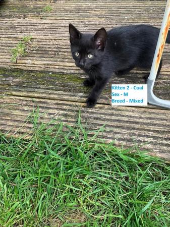 Image 3 of Black Kittens Manchester £55