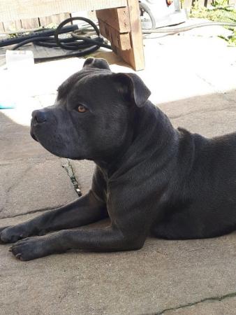 Image 7 of Blue Staffordshire bull terrier ready now last girl reduced