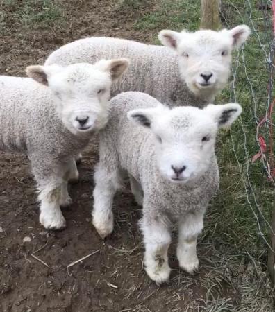 Image 2 of Ryeland lambs for pets or breeding