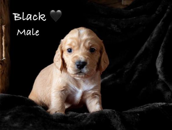 Image 7 of READY NOW - 4 Stunning Working Cocker Spaniel Puppies