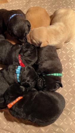 Image 6 of KC Registered Labrador puppies