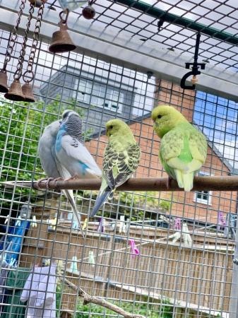 Image 7 of Young Baby budgies for sale