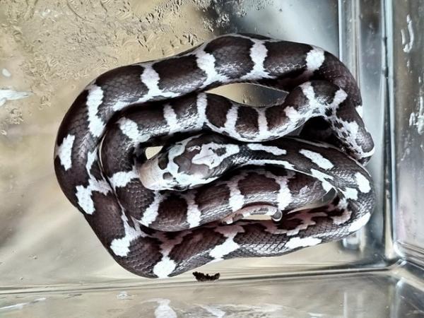 Image 6 of Beautiful black and white snakes