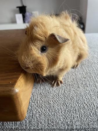 Image 2 of 14 week old male piggie for sale