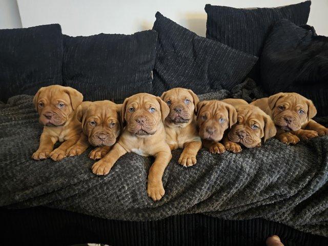 Preview of the first image of Chunky dogue de bordeaux puppies.