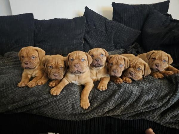 Image 1 of Chunky dogue de bordeaux puppies