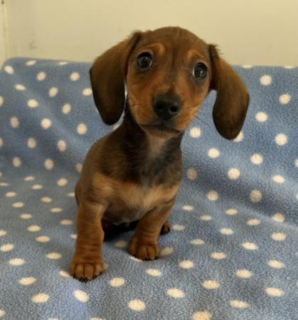 Image 3 of KC Miniature Dachshund puppies, PRA clear