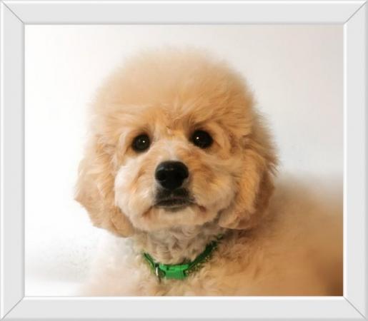Image 6 of Gorgeous Cavapoo Boy from 5* Licensed Breeder