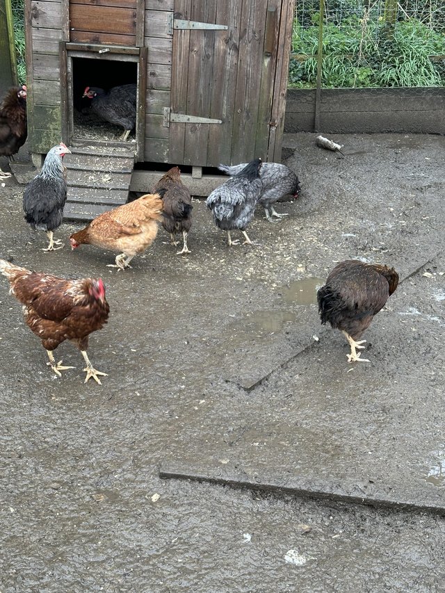 Preview of the first image of Various hybrid pol hens.
