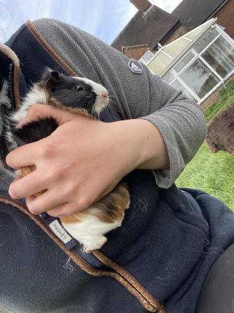 Image 5 of Multi male guinea pig for sale