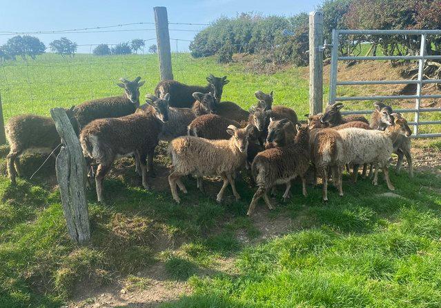 Image 3 of Soay Ewes, ewe and weather Lambs.